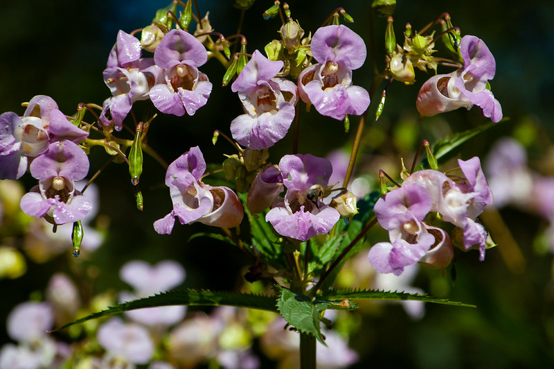 Dewy himalayan balsam flowers
