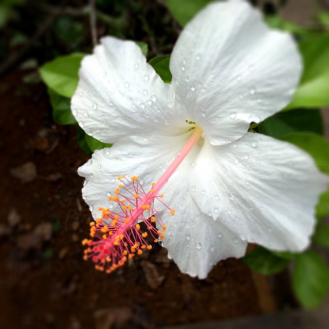 Flowers of Kauai