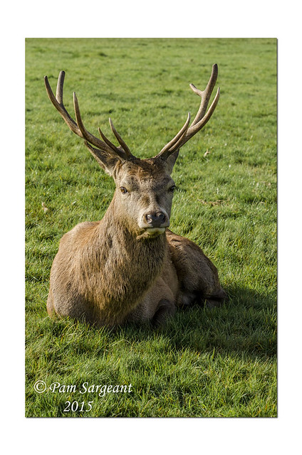 Deer at Wollaton