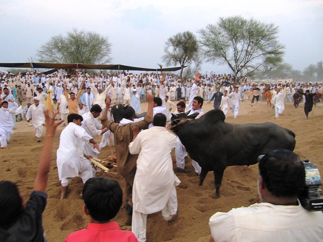 Bull Karah/Ploughing Competion