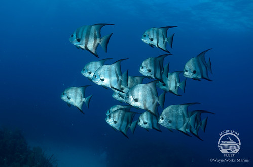 Bahamas
