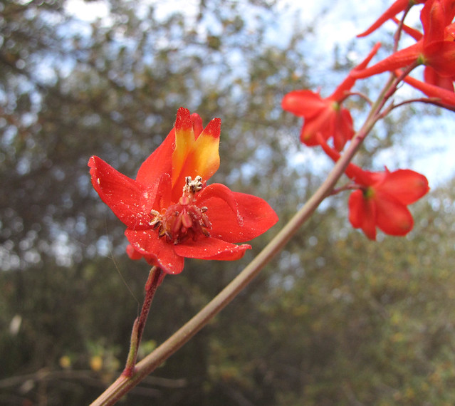 Ranunculaceae, Delphinium cardinale, Scarlet Larkspur