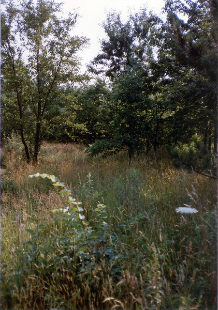 Late July in our Wild Meadow
