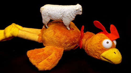 Sheep's Got a Chicken to Ride - July 15th, 2011 | And sheep … | Flickr