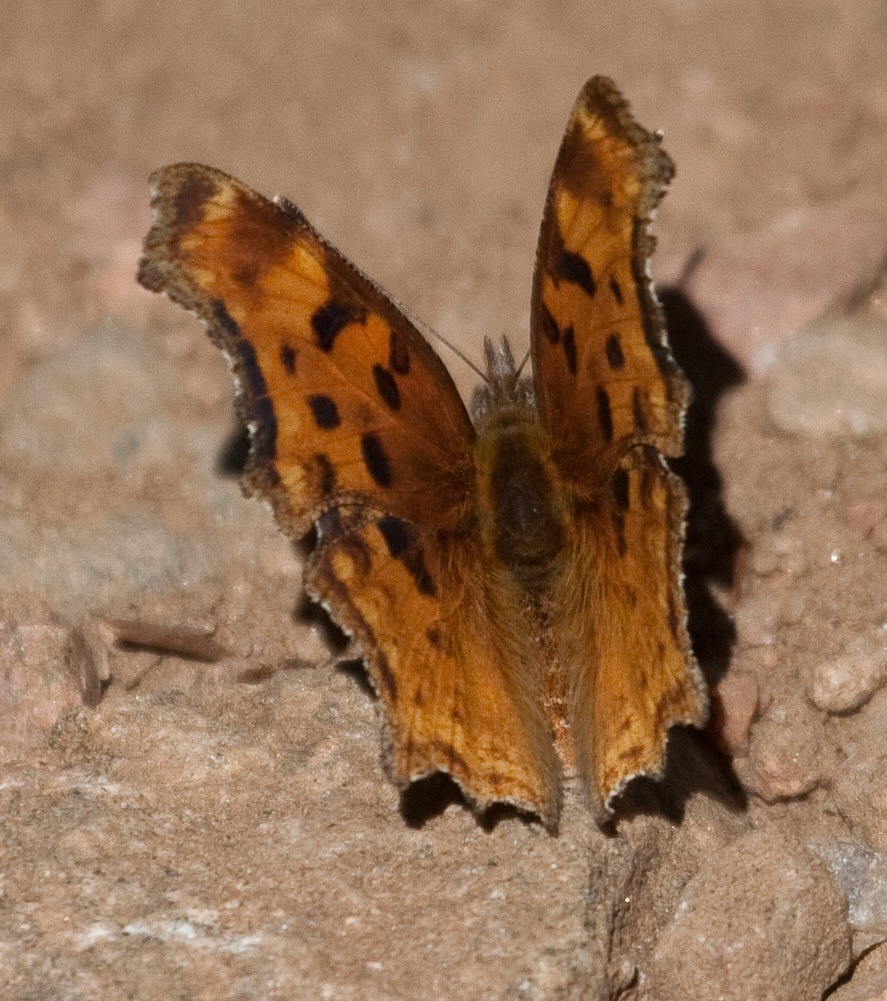 Comma