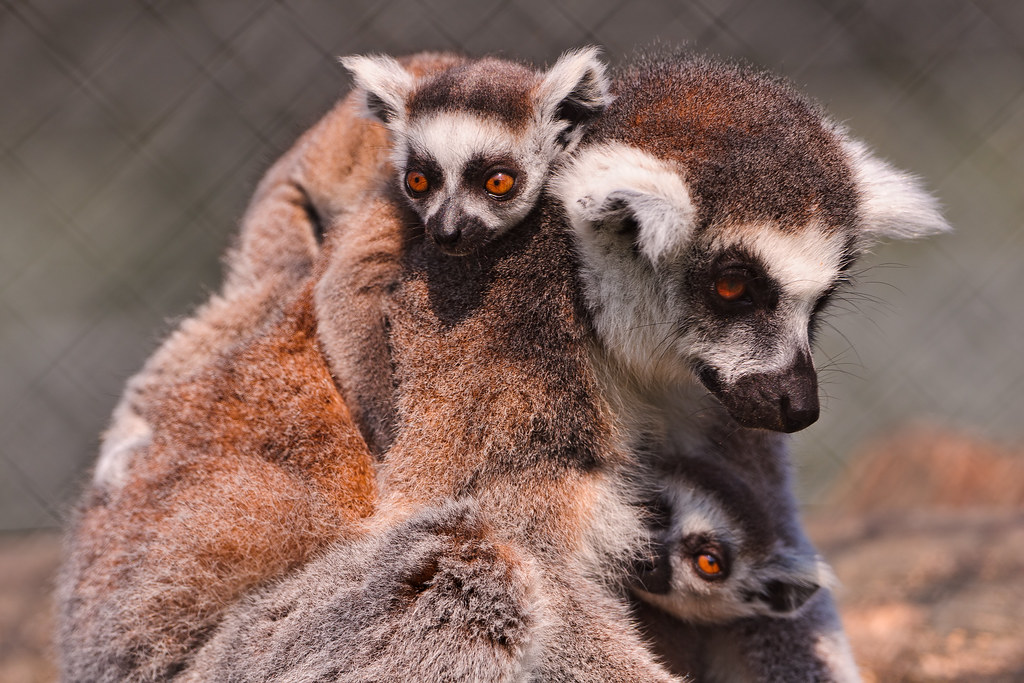 Lemur mother and babies