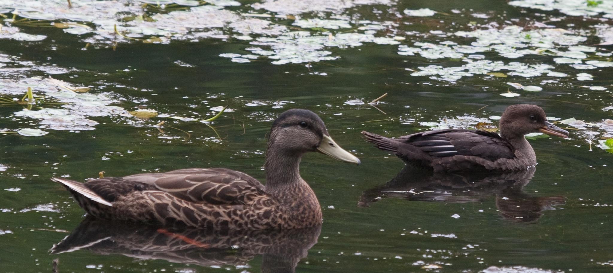 Hoodie and Mallard