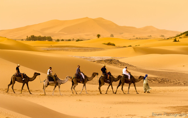 Travelling with Camels XI - The End of the Journey