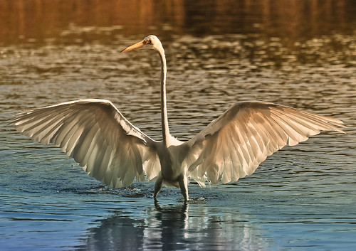 hcs greategret sunrise wings posture toughguy sunkenmeadow pond kingspark colors bird smithtown park nikon nature longisland lightroom handheld flickr d90 beach bay 70300mm youcanttouchthis newsday 46095 nmc cep tr11787 wowography wowographycom tomreese longislandphoto newsdaycom explore 2011 photography 500px
