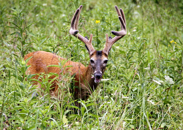 A buck in the Smokey Mountains
