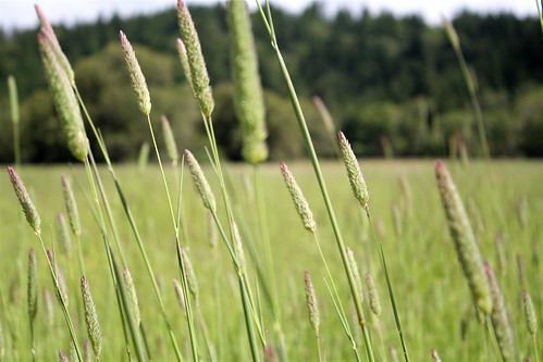green field humboldt weeds wheat garberville