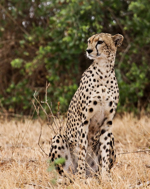 Gepard (Acinonyx jubatus), NGIDn817736664