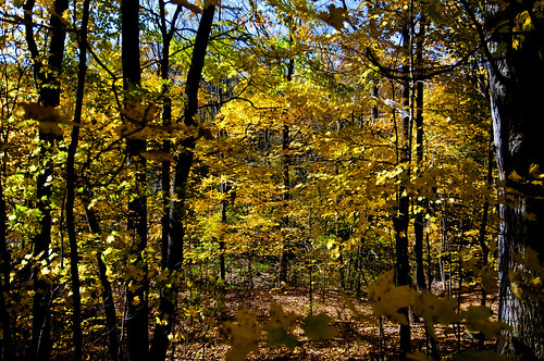 fall colors woods oct millcreekpark nikond90 nikon1224mmlens