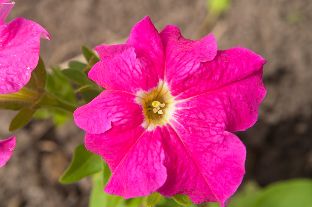 Blooming petunia * Цветущая петуния by v.plessky