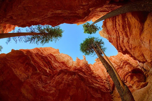 Looking up from the bottom of Wall Street - Bryce Canyon