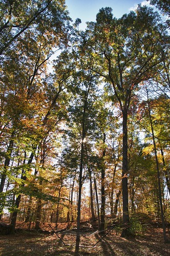 autumn trees sun newyork fall colors leaves silhouette forest sunrise nikon upstate d90 hopewelljunction 18105mm