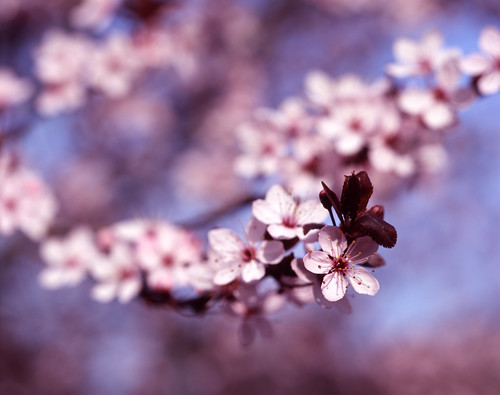 Cherry Blossom by Sprocket_Rocket