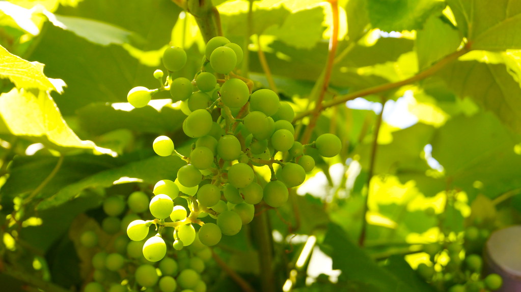 Grapes hanging on a vine.