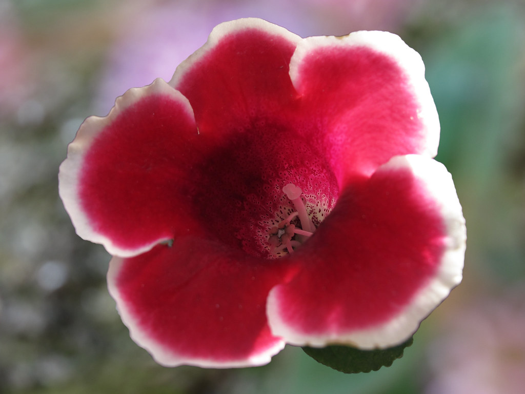 Gloxinia * Sinningia speciosa | Flor en forma de campana gra… | Flickr