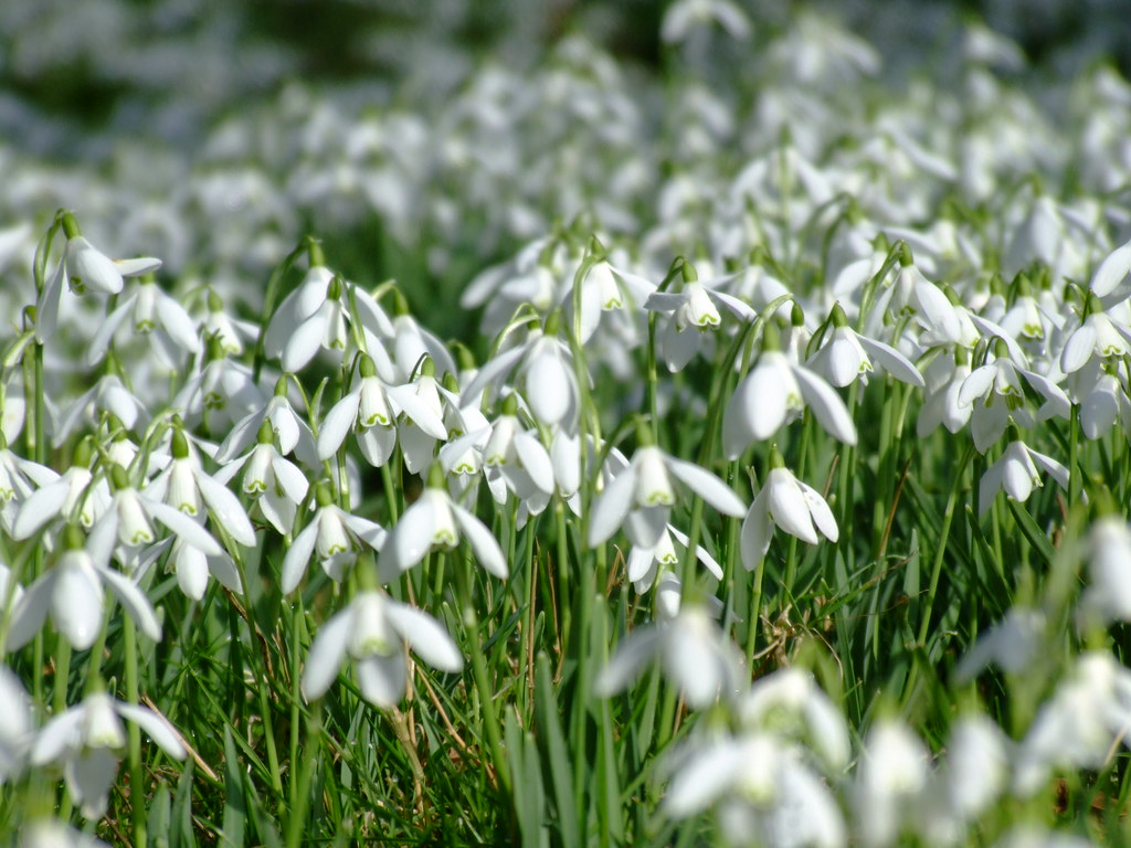 A field of snow drops at Kingston Lacy | Peter Williams | Flickr