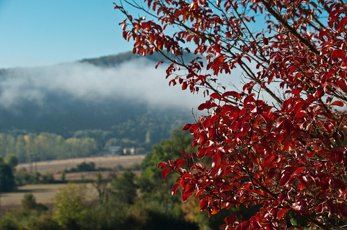morning autumn red mist france tree leaves dof view fields tortusson