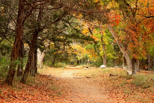 statepark tree fall nature fallcolor naturalcolors vanderpool lostmaple