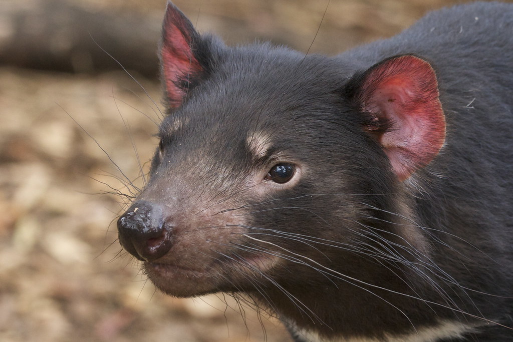Tasmanian devil (Sarcophilus harrisii) | You can't go to Tas… | Flickr