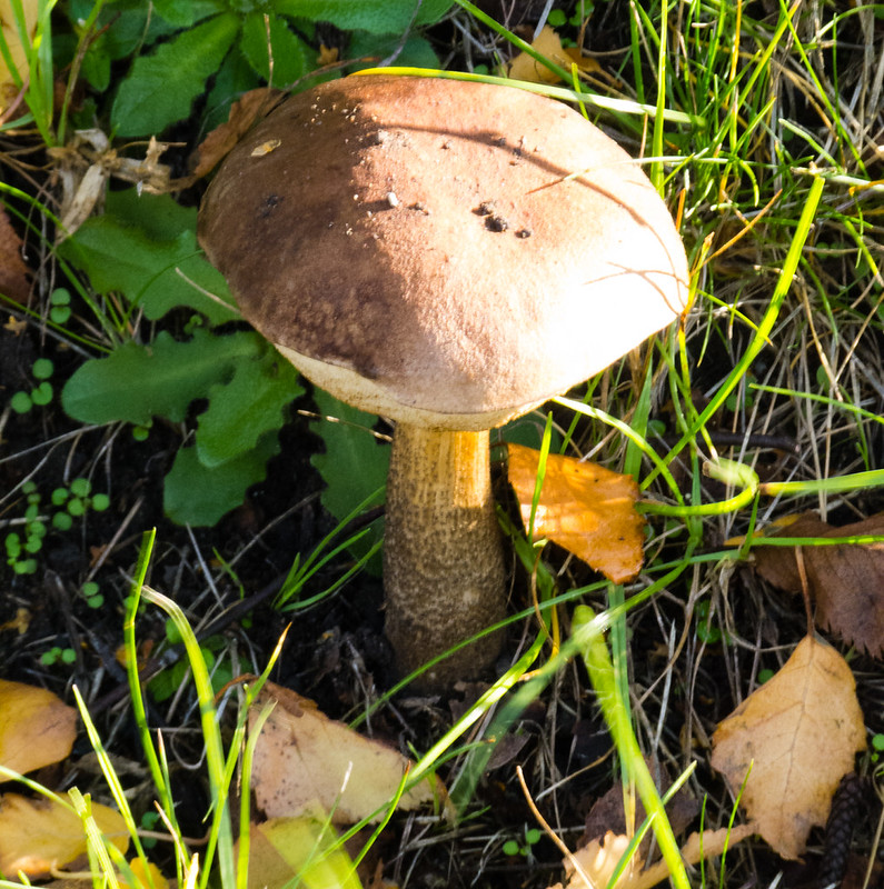 Brown Birch Bolete