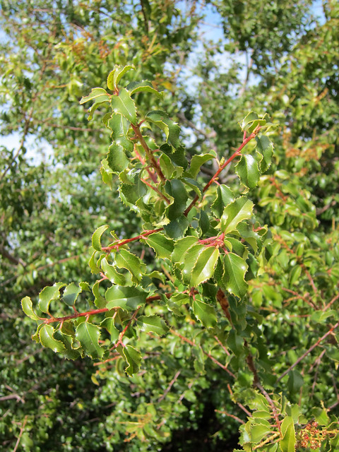 California native plants - Holly Leaf Cherry - Prunus ilicifolia