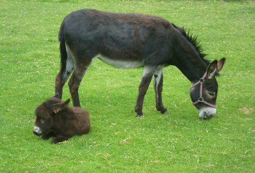 baby donkey asino mautern abenteuerwelt