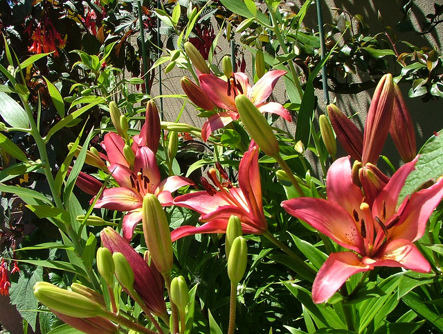 Thriving red lilies