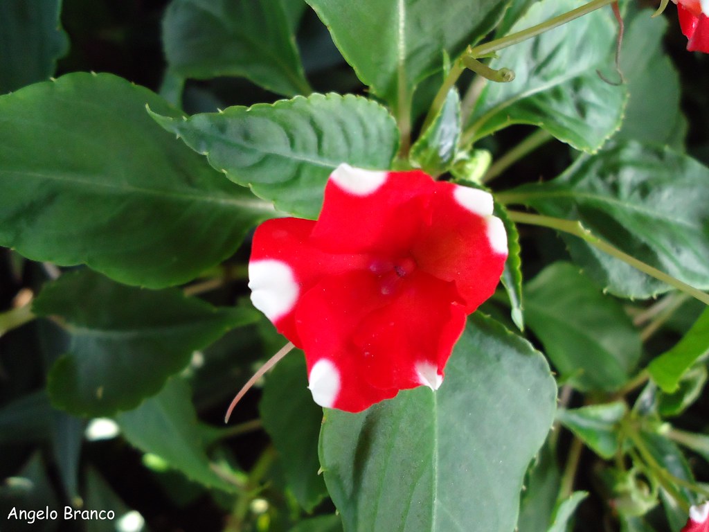 Flor Vermelha maria-sem-vergonha (Impatiens walleriana) | Flickr