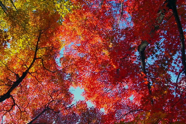 Coloring Autumn：真如堂