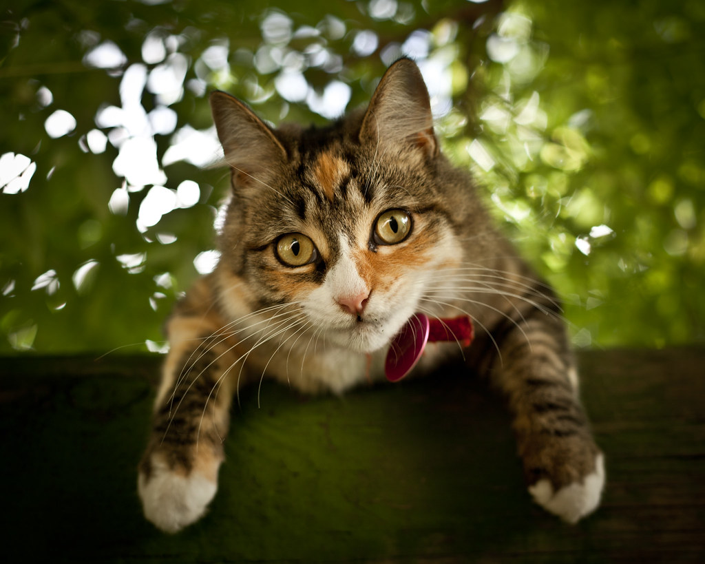 Poppy Katze