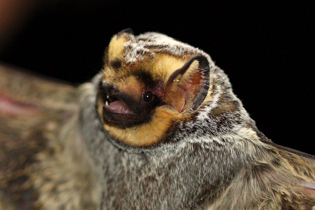 Hoary Bat (Lasiurus cinereus), male | Rio Grande at Broad Ca… | Flickr