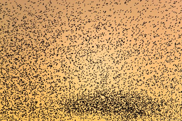 Flock at Sunset