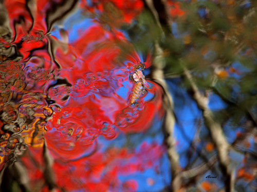 Nature's Abstract 1 | by dBernd