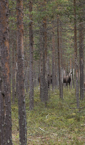 moose elk