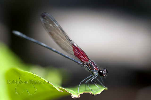 Dragonfly_0246