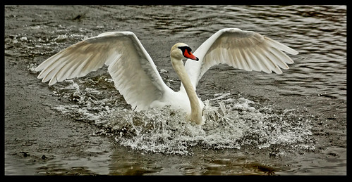 mute swan study 9 | by LHG Creative Photography