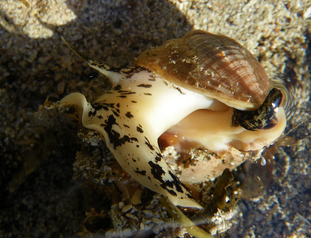 Common Whelk with detail - 2