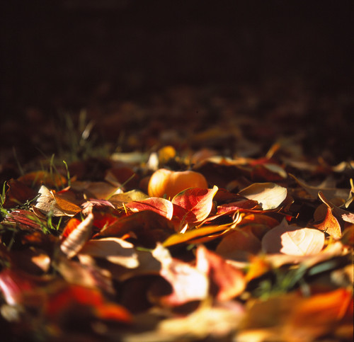 Autumn is..... Color! | by Andrea Peruzzi