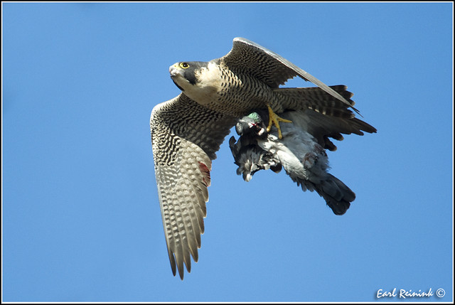 Peregrine Falcon (20111125-0772)