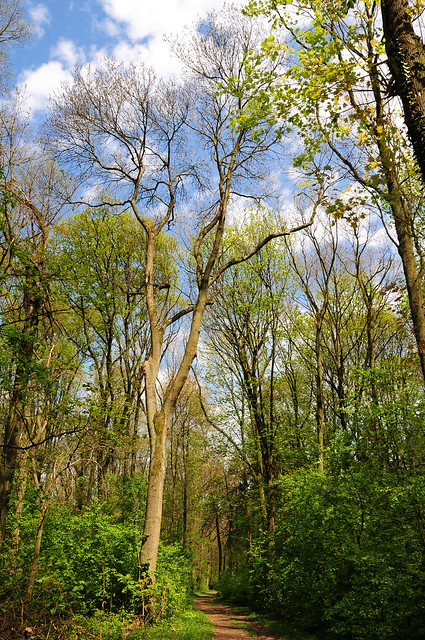 Wald bei Hackenbroich
