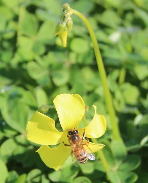 Winter Bee on an yellow Soursob flower