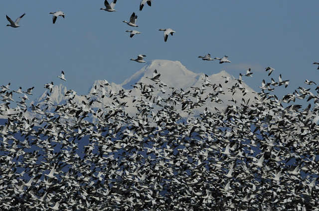 Snow Geese and Mt Baker