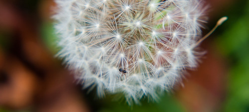 Tiny spider on a dandelion seed head