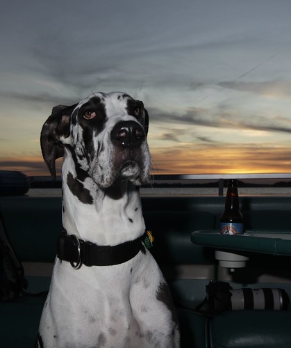 sunset sea dog beer boat great willow dane harlequin