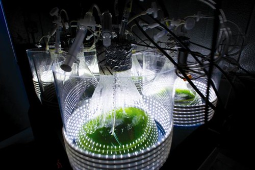A closed photobioreactor system is essentially a series of plastic or glass containers for water and algae.