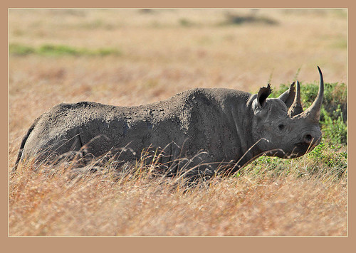 Black Rhino female | Unlike the introduced White Rhinos easi… | Flickr